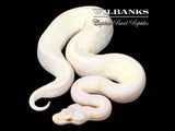 Lavender Pewter Mojave Ball Python ♂ '25