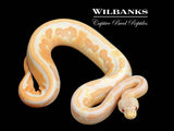Lavender Sugar Cinnamon 100% Het. Pied Ball Python ♀ '25