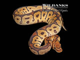 Clown 100% Het. Lavender Albino Ball Python ♂ '25