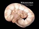Banana Enchi Sugar Huffman (Female Maker) Ball Python ♂ '25