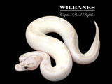 Pastel Ivory 100% Het. Desert Ghost Ball Python ♂ '25
