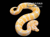 Lavender Albino 66% PDH Clown/Pied Ball Python ♂ '25