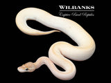 Ivory Ball Python ♀ '25