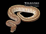 Butter Stranger 100% Het. Orange Crush Ball Python ♂ '25
