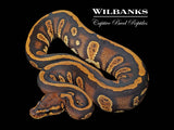 Stranger 100% DH Clown Pied Ball Python ♂ '25