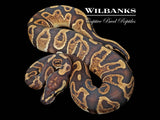 GHI Leopard 100% Het. Albino Ball Python ♂ '25
