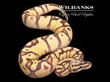FireFly Enchi 100% Het. Hypo Ball Python ♀ '25