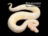 GHI Albino Leopard Enchi Ball Python ♂ '25