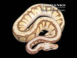 Cypress BumbleBee 100% Het. Lavender Albino Ball Python ♀ '25
