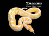Grail (Lavender Clown) Ball Python ♀ '25