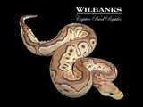 Fire Cinnamon Clown Ball Python ♀ '25