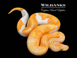 Enchi Dreamsicle Ball Python ♀ '25