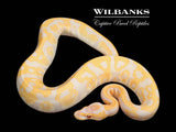 Lavender Leopard 100% Het. Clown Ball Python ♀ '25
