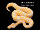 Lavender Albino 66% PDH Clown/Pied Ball Python ♂ '25