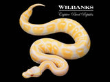 Lavender Albino Pastel Cypress Ball Python ♀ '25