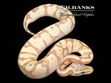 Banana Enchi Pastel Ball Python ♂ '25
