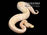 Stranger Banana Pastel Ball Python ♀ '25