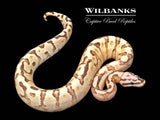 Spotnose Vanilla Cream Ball Python ♀ '25