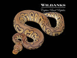 Pastel Mahogany Clown Ball Python ♂ '25