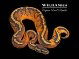 Pied 100% Het. Lavender Albino Ball Python ♂ '25