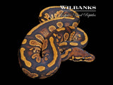 Stranger 100% DH Axanthic (VPI) Clown Ball Python ♂ '25