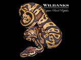Leopard Pastel Sugar Ball Python ♂ '25