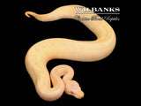 Albino Leopard Enchi Pinstripe Ball Python ♂ '25