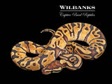 Mango Enchi Ball Python ♂ '25