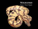 Mango Fire Enchi Ball Python ♂ '25