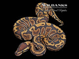GHI 100% Het. Clown Ball Python ♂ '25