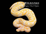 Lavender Leopard 100% Het. Clown Ball Python ♀ '25