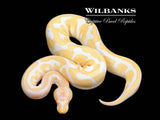 Lavender Leopard Pastel 100% Het. Clown Ball Python ♀ '25