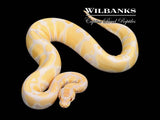Lavender Albino 100% Het. VPI Axanthic Ball Python ♀ '25