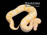 Lavender Albino 100% Het. Pied Ball Python ♀ '25