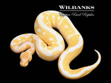 Grail (Lavender Clown) Ball Python ♂ '25