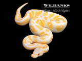 Lavender Albino Blackhead Ball Python ♂ '25