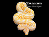 Lavender 100% Het. Clown Ball Python ♀ '25