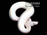 Super Fire Ball Python ♂ '25