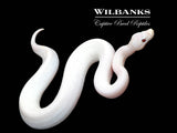 Banana Super Fire Ball Python ♂ '25