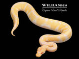Enchi Candino Ball Python ♀ '25