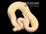 Pastel Albino Enchi 100% Het. Clown Ball Python ♂ '25