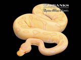 Albino Leopard Enchi Ball Python ♀ '25