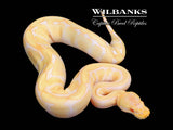 Albino Enchi 100% Het. Clown Ball Python ♀ '25