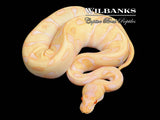 Albino Leopard Enchi Ball Python ♂ '25