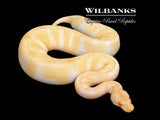 Albino Enchi Ball Python ♀ '25