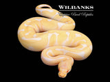 Albino Leopard Enchi Ball Python ♀ '25