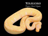 Albino Leopard Enchi Ball Python ♀ '25