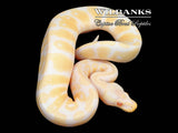 Pastel Albino Enchi Ball Python ♂ '25