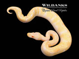 Albino Enchi 100% Het. Clown Ball Python ♂ '25