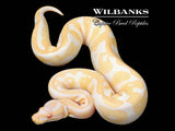 Candino Leopard Ball Python ♂ '25